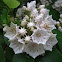 Mountain Laurel