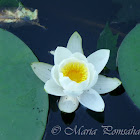 Water Lily