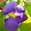 Thunbergia erecta