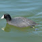 American Coot