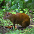 Agouti