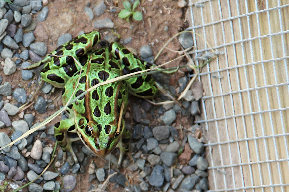 Spotting Image 1