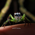 spider