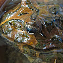 South American Horned Frog (Male)