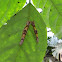 Helenor Morpho or Blue Morpho (Larvae)