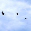 Wedge-tailed Eagle