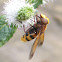 volucella zanoria