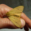 Isabella tiger moth