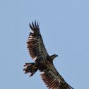 Immature Bald Eagle