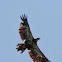 Immature Bald Eagle