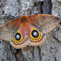 Io moth (female)
