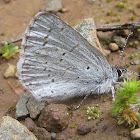 Spring Azure Butterfly