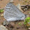 Spring Azure Butterfly
