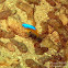 Azure Damselfish