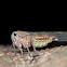Planthopper - Lateral view