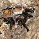 Chaetopelma olivaceum 