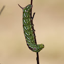 Bald Cypress Sphinx