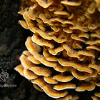 Stereum hirsutum