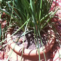Chives