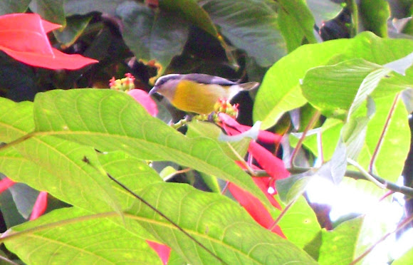 Spotting Image 1