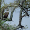 Martial Eagle