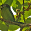 Fire-tufted Barbet