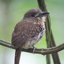 White-whiskered Puffbird