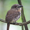 White-whiskered Puffbird