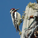 Yellow-bellied Sapsucker