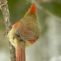 Northern Cardinal - female
