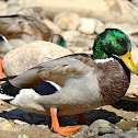 Mallard