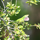 Carolina Anole