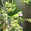 Carolina Anole