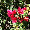 Bougainvillea