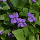 Early Dog-violet