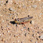 Red Legged Grasshopper