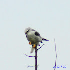 Southern Grey Shrike