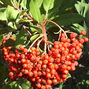 Toyon