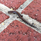 Eastern Red-backed Salamander