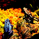 Poison Dart Frogs
