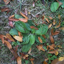 Plantain