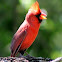 Northern Cardinal