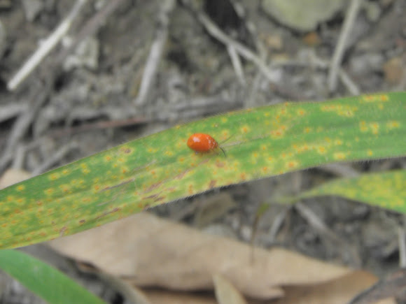 Spotting Image 1