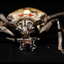 Long-horned Beetle