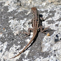 Northwestern Fence Lizard (Female)