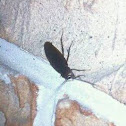 Cockroach