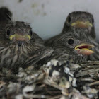 House Finch
