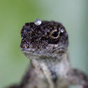 Lizard