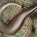 Skink