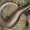 Skink